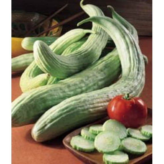 Cucumber Armenian Pale Great Heirloom Vegetable By Seed Kingdom BULK 1 Lb Seeds