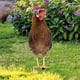 thumbnail image 4 of Decoracin de patio exterior de acrlico con imitacin de pollo, tablero de insercin en el suelo de doble cara., 4 of 8