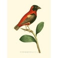 thumbnail image 3 of Nodder, Frederick P. 19x24 Black Modern Framed Museum Art Print Titled - Crimson Birds I, 3 of 5