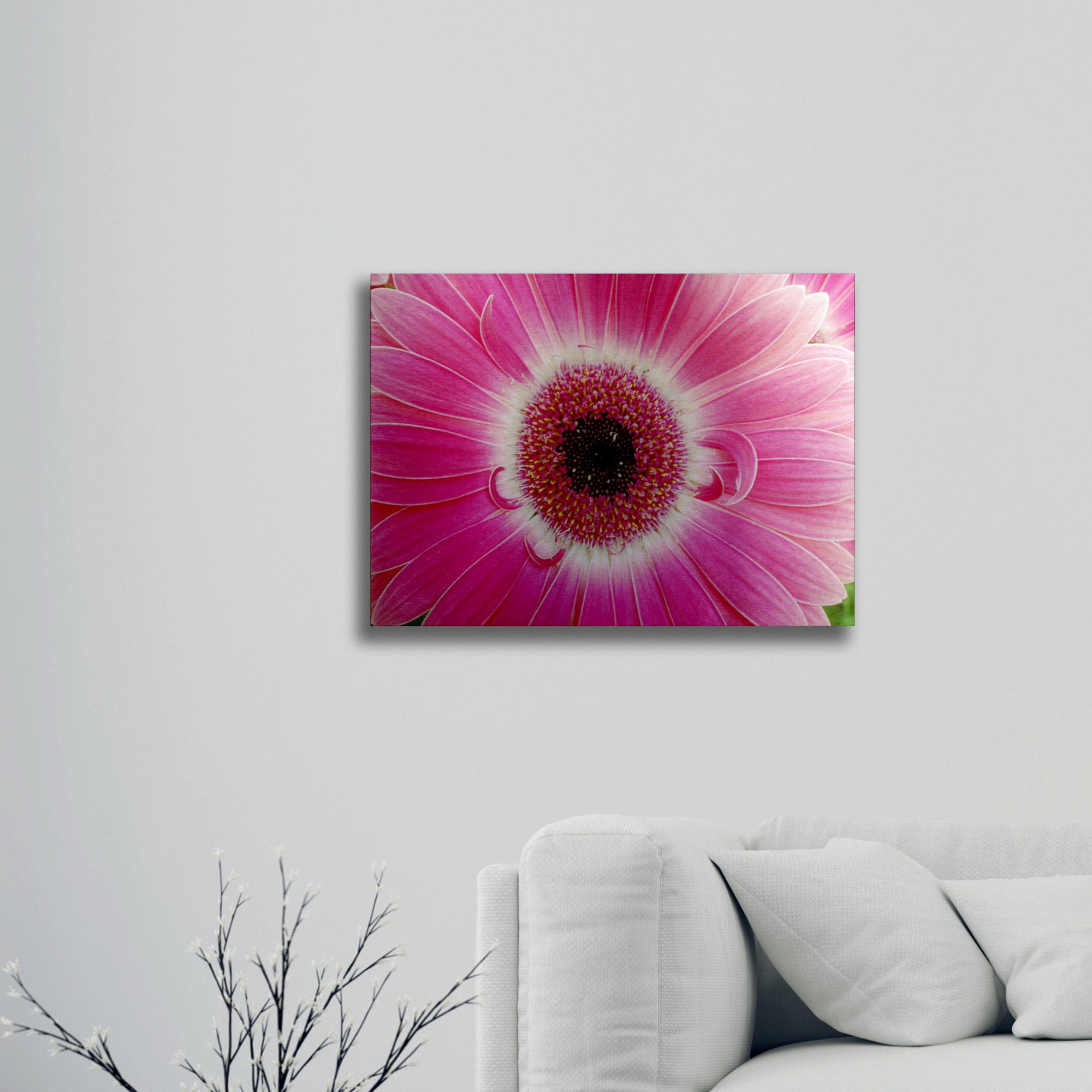 Trademark Fine Art 'Pink Gerber' Brushed Aluminum Wall Art Art by Kurt Shaffer