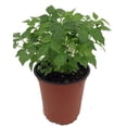 thumbnail image 4 of China Doll Plant - Radermachera sinica - Easy House Plant - 3.5" Pot, 4 of 4