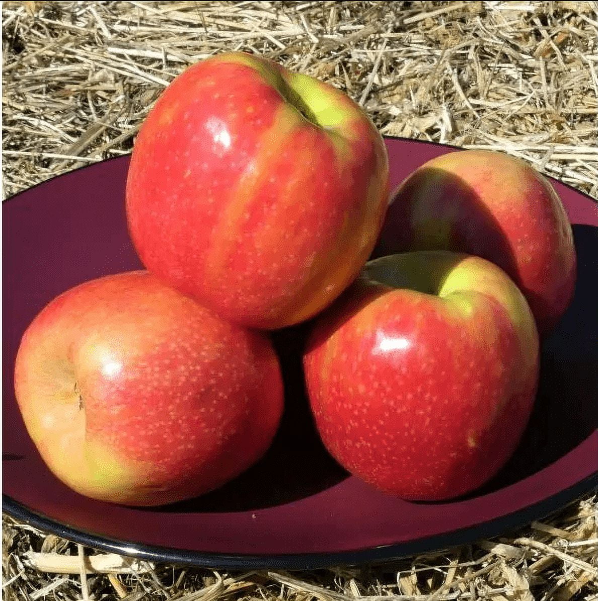 Pink Apples, Each
