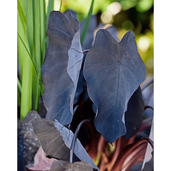 Daylily Nursery Black Magic Elephant Ears Live Plant in 4" Pot (2 Count)