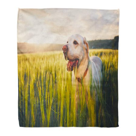SIDONKU Throw Blanket Warm Cozy Print Flannel Labrador Retriever Walking in Cornfield at The Sunrise Dog and Summer Themes Comfortable Soft for Bed Sofa and Couch 50x60 Inches