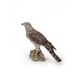 thumbnail image 3 of Northern Goshawk Standing On Rock Statue, 3 of 5