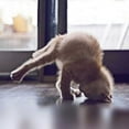 thumbnail image 2 of Nob, R. 26x26 White Modern Wood Framed Museum Art Print Titled - Cat Yoga X, 2 of 4