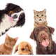 thumbnail image 3 of Albornoz suave súper absorbente Toalla de microfibra de secado rápido con capucha/cinturón para perros grandes, medianos y pequeños, gatos domésticos - Marrón (XL) JM, 3 of 5