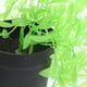 thumbnail image 4 of Greenadscape 3Ud Plantas Colgantes Artificiales Con Maceta Verde De Plástico Para Interior Y Exterior, 4 of 6
