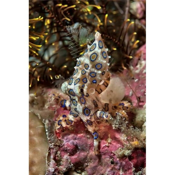 Danita Delimont PDDAS11BJY0049 Blue-Ring Octopus & Coral Raja Ampat Papua Indonesia Poster Print by Jaynes Gallery, 13 x 20