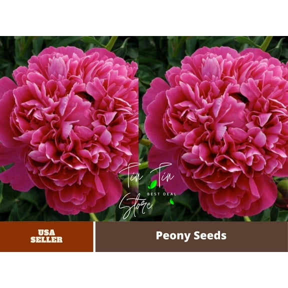 10  Rare Seeds|Kansas Peony Seeds #B038 [BUY 3 GET 1 FREE]