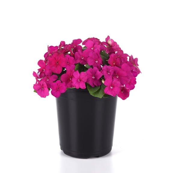Altman Plants Pink Impatiens, Flowering Garden Plant, 1 gal. Pot, Outdoor Live Plants, Full Sun