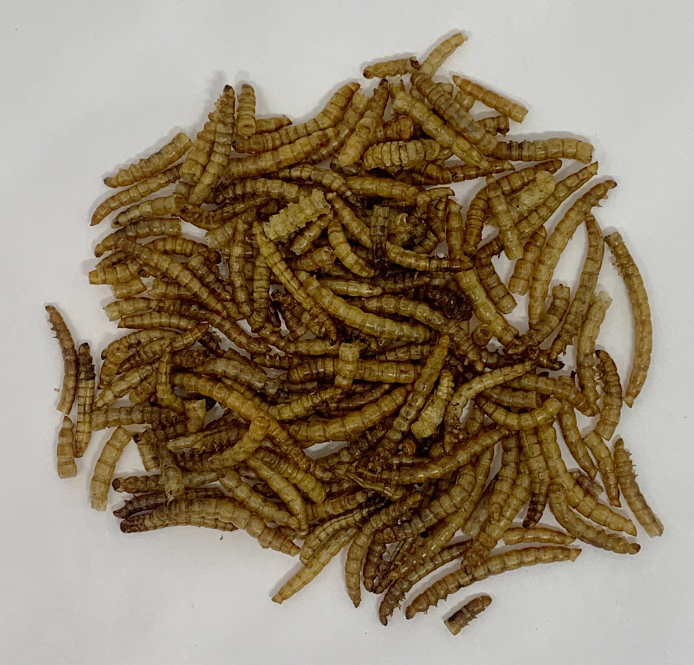 8oz. Dried Mealworms