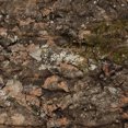 thumbnail image 4 of Reptile Tree Bark Lizard Climbing Cork Bark Reptile Basking Plataforma Decoración de corcho de reptiles, 4 of 7