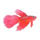 thumbnail image 3 of IFANLANDOR Acuario Betta Con Y Imitación, 3 of 4