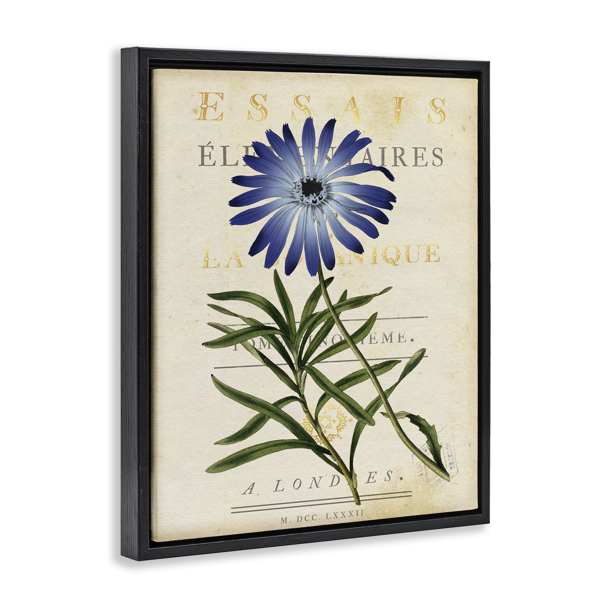 Stupell Industries Natural Botany Daisy Black Framed Floater Canvas Wall Art, design by Susan Arnot