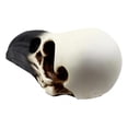 thumbnail image 3 of Ebros Edgar Poe Gothic Raven Skull Statue 7"Long Crow Scavenger Bird Ossuary Figurine Corvus Corax Fossil Sculptural, 3 of 5