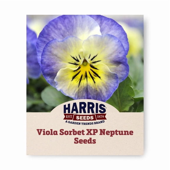 Harris Seeds – Viola Sorbet XP Neptune F1 for Planting Flowers – Early Blooming – 500 Seeds