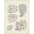 thumbnail image 2 of Vision Studio 15x18 Gold Ornate Wood Framed with Double Matting Museum Art Print Titled - Antique White Coral I, 2 of 4