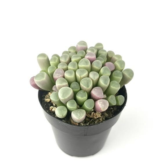 Baby Toes Succulent Fenestraria Rhopalophylla Live Potted Plant