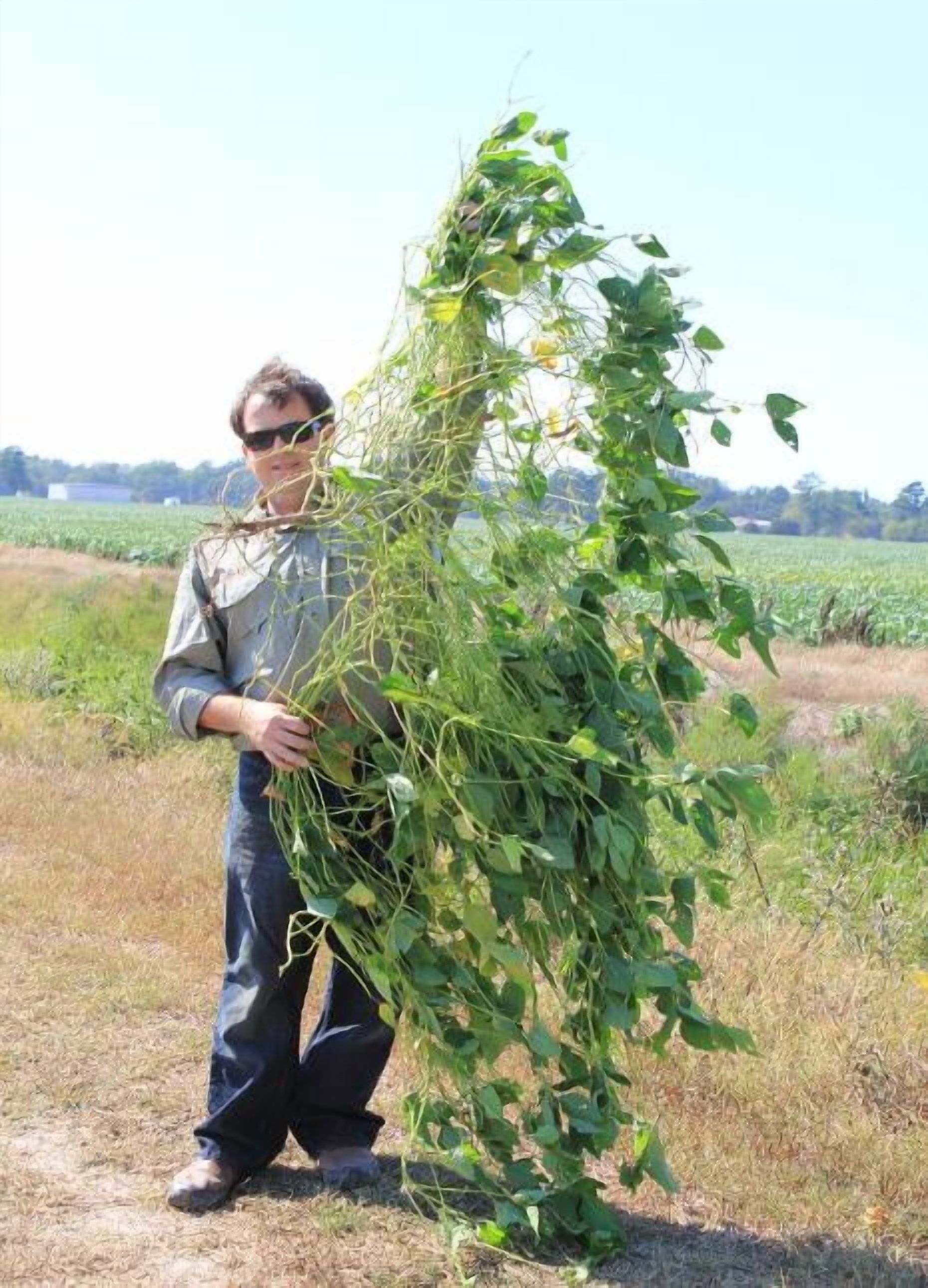 Eagle Seed Game Keeper Premium Southern Forage Soybean Blend, Glyphosate Tolerant, 1 Acre