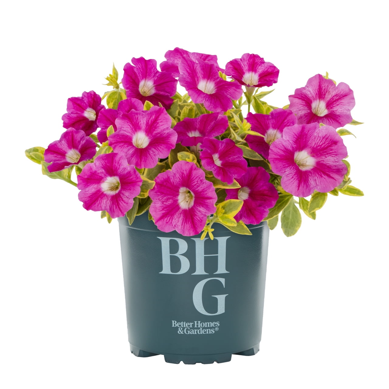 Better Homes & Gardens 2QT Pink Petunia Live Annual Plant Sun 3-Pack