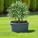 thumbnail image 4 of Planta Artificial con Estacas | Arbustos de Plástico Realistas | Flores Artificiales Decorativas Duraderas para Exterior E Interior | Decoración para Jardín, Patio, Balcón y Escritorio | Fácil Manten, 4 of 6