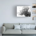 thumbnail image 3 of Debra Van Swearingen 'Translucent Peony IBW' Canvas Art, 3 of 4