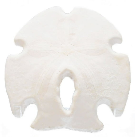 One White Rustic Arrowhead Sand Dollars 3-3 1/2" Beach Wedding Coastal Cottage Decor