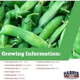 thumbnail image 2 of Harris Seeds - Pea Seeds Super Sugar Snap Non-GMO Long Vines Sweet Pods 100 Seeds, 2 of 7