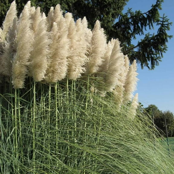 White Pampas Grass Plant Live, Live Pampas Grass from 4 to 8 Inch, Outdoor Planting