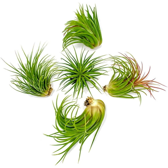 5 Ionantha Tillandsia Air Plant Pack, Each 2 to 3.5 Inches Long, Live Tropical House Plants for Home Decor, Indoor Terrarium Air Plants