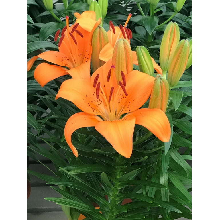 Expert Gardener Outdoor Live Plant Asiatic Lily Tiny Invader Orange 1QT,  Full Sun - Walmart.com