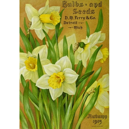 Daffodil Bulb - DM Ferry Bulbs & Seed Catalogue 1913 Daffodils Stretched Canvas - Unknown (24 x 36)