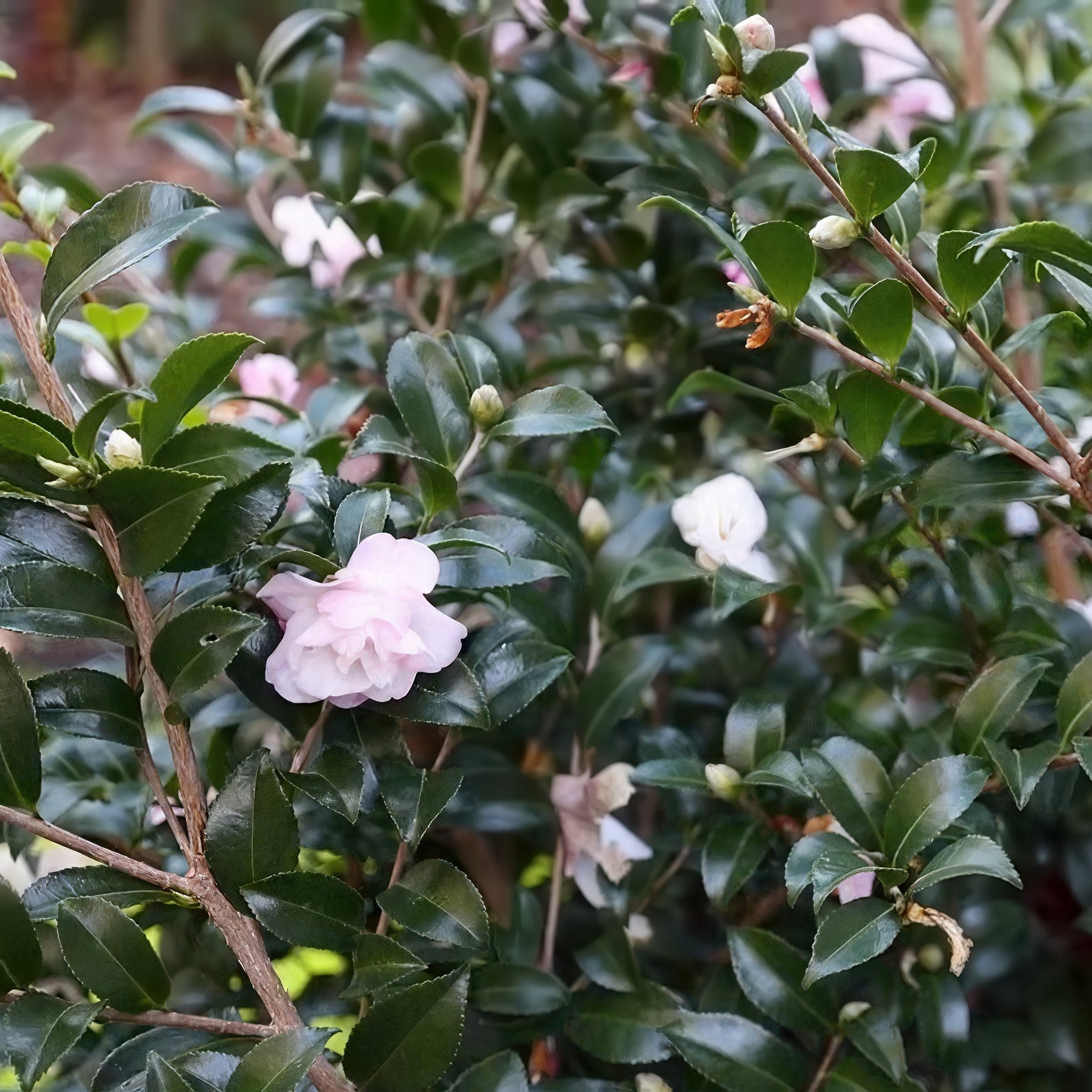 National Plant Network 1 gal. Camellia Sasanqua October Magic Orchid Shrub