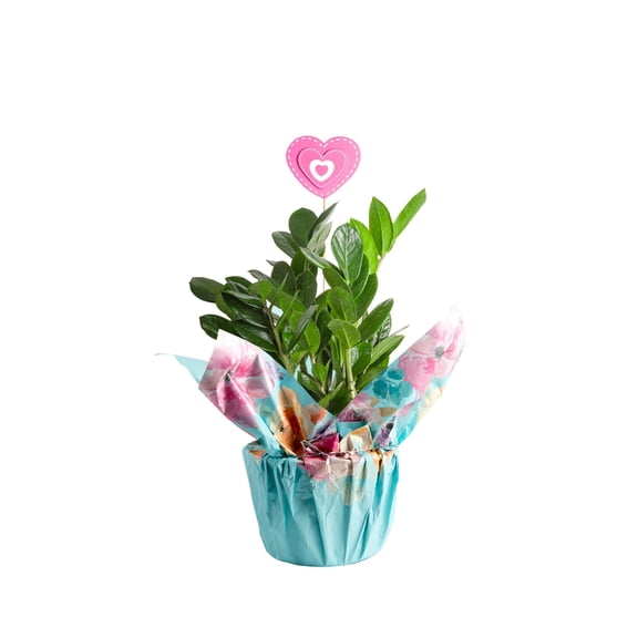 Costa Farms 12" ZZ Plant Live House Plants in 5" Pot Cover
