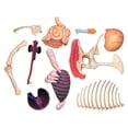 thumbnail image 5 of Tedco Jouets 26651 4D Vision Tyrannosaure Rex Modèle d'Anatomie, 5 of 5
