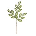 thumbnail image 1 of Vickerman L186604 22 in. Green Matte Mistletoe Leaf Spray, 12 per Bag, 1 of 1