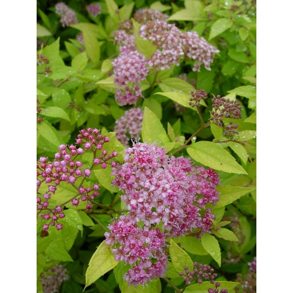 Goldmound Spirea