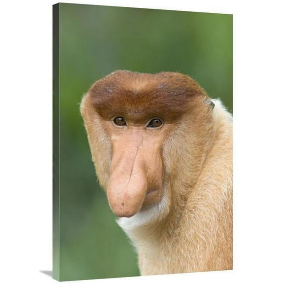 24 x 36 in. Proboscis Monkey Male, Sabah, Malaysia Art Print - Suzi Eszterhas