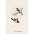 thumbnail image 2 of Gould, John 11x14 Black Modern Framed Museum Art Print Titled - White-bellied Flycatcher-Monarcha albiventris, 2 of 4