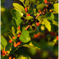 thumbnail image 6 of Illinois Everbearing Mulberry Tree Live Plant, 5 to 8 Inch Tall, Sweet Mulberry Plant Live Seedling, No Pot, Edible Mulberries Fruit Tree Plant, 6 of 10