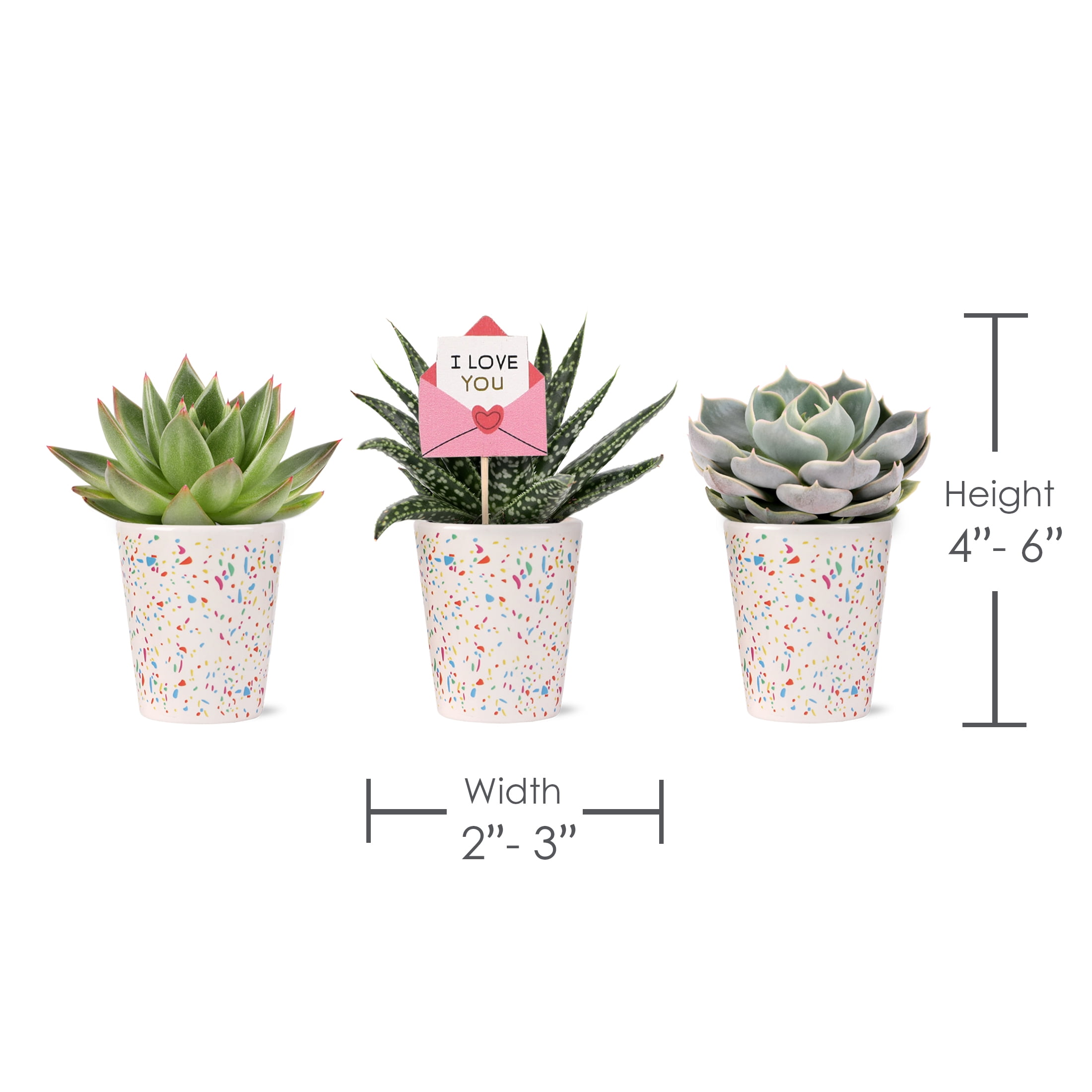 2.5IN Succulent Trio (Love You Edition) – Confetti Terrazzo – “I Love You Envelope” Pick