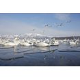 thumbnail image 2 of Anon, Josh 18x13 Gold Ornate Wood Framed with Double Matting Museum Art Print Titled - Japan, Hokkaido, Teshikaga Whooper swans rest, 2 of 4