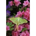 thumbnail image 2 of Rotenberg, Nancy 13x18 White Modern Wood Framed Museum Art Print Titled - USA, Pennsylvania Luna moth on pink clematis, 2 of 4
