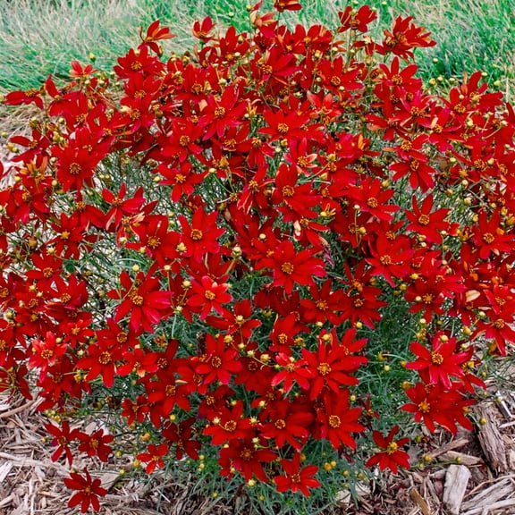 Direct Gardening Hot Paprika Coreopsis Tickseed Dormant Bare Root Red Flowering Perennial Starter Plant
