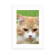 thumbnail image 1 of Marco de Fotos de Escritorio Rayas Amarillas Cat Stare 5x7 Pulgadas Blanco Unbranded, 1 of 4
