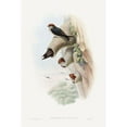 thumbnail image 2 of Gould, John 13x18 Black Modern Framed Museum Art Print Titled - Lagenoplastes Fluvicola-Indian Cliff-Swallow, 2 of 4