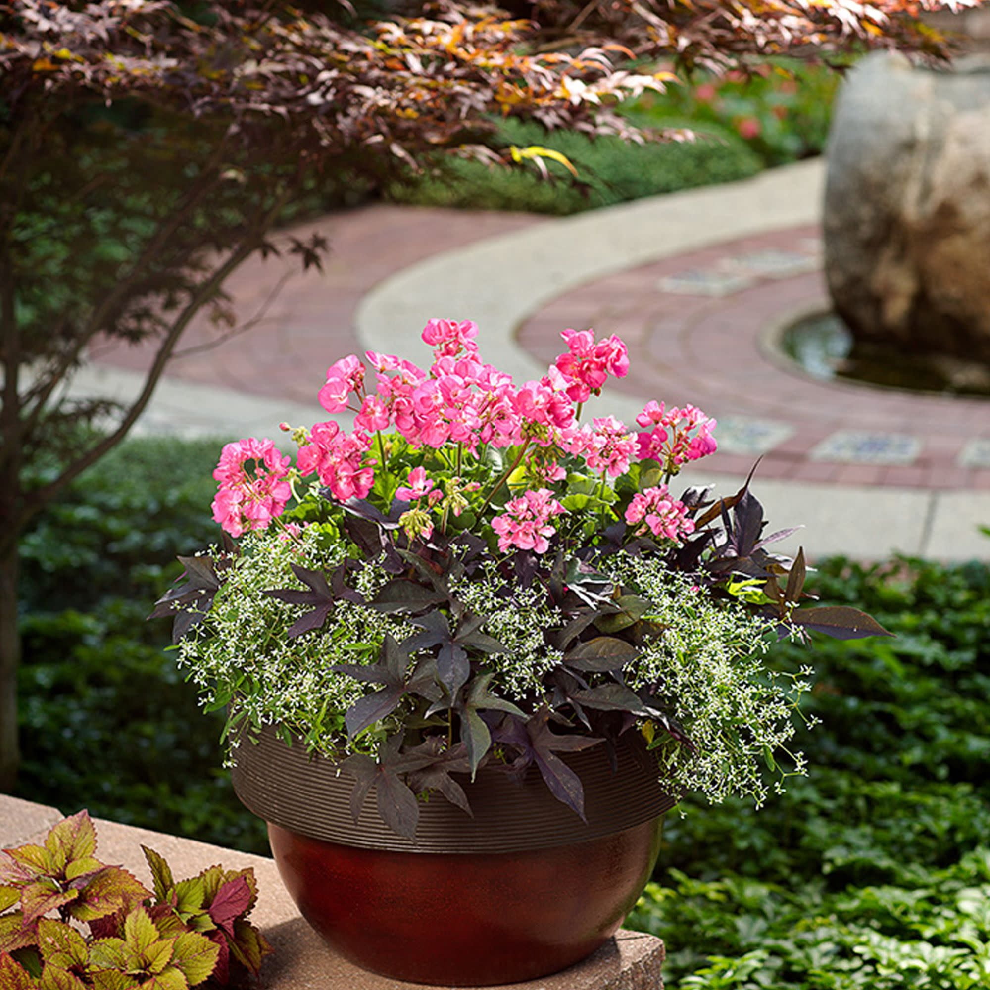 Proven Winners 4" Boldly Hot Pink Geranium Live Plant in 4.25" Pot (4 Count)