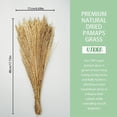 thumbnail image 4 of Mesase 100 Pcs Dried Pampas Grass Plumes - 15.7" Tall Natural Reed Flowers for Wedding Vase, Door Wreath, Boho Home Decor, Brown, 4 of 5
