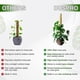 thumbnail image 5 of Poste de musgo, poste de musgo real para estacas de plantas flexibles, palo de musgo multifuncional, 5 of 8